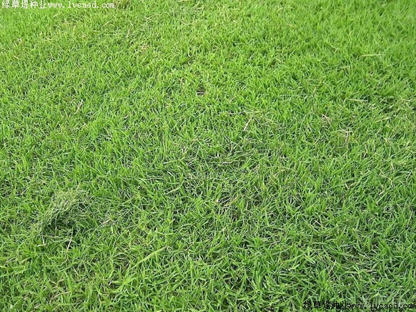 探索夏威夷草的独特魅力：自然界的绿洲