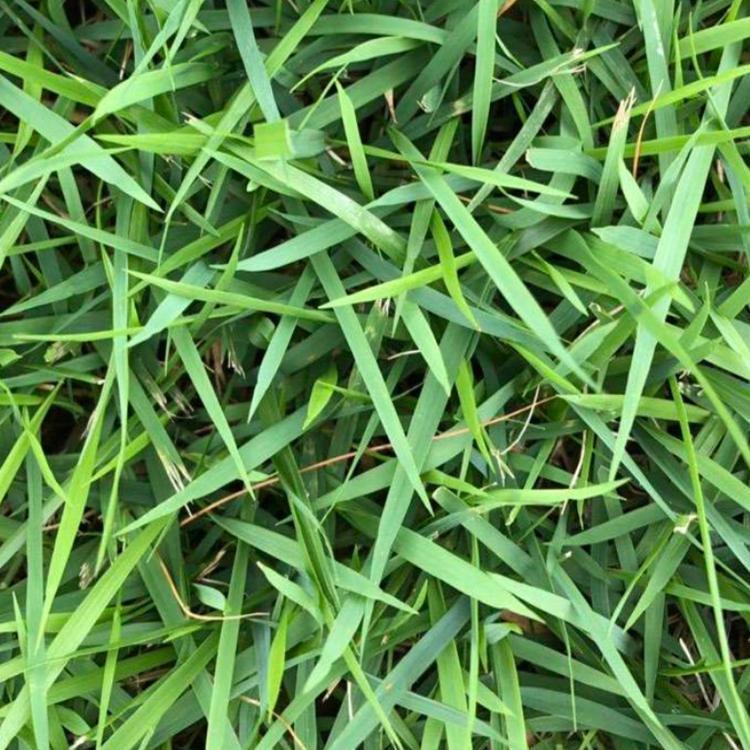 探索优质草种：兰引三号草的应用与前景